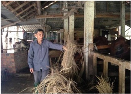 Lão nông 84 tuổi làm giàu từ mô hình nuôi bò