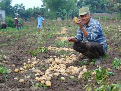 Ông Nhung: Thoát nghèo trên đất khó nhờ khoai tây