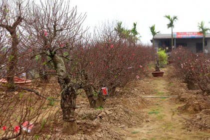 Vẻ đẹp những loại đào nổi tiếng